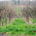 Asian Pear Orchard