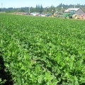 Celery in Puyallup