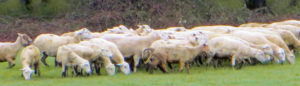 Katahdin Sheep at Ninety Farms