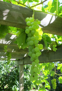 Grapes Growing in my Yard