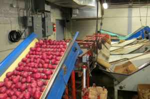 Red Potatoes Being Sorted at Hunts Point