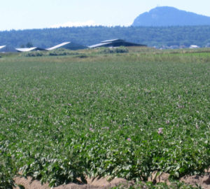 Skagit specialty red potato fields