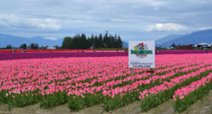 Skagit County is home to the annual April Tulip Festival 