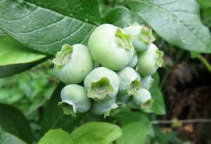 Late May Low-Bush Blueberries
