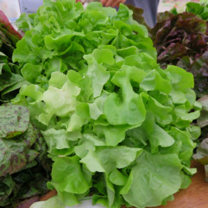 Galisse Lettuce from Let Us Farm