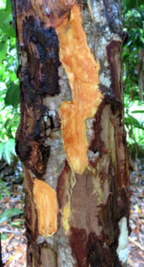 Cinnamon Tree 