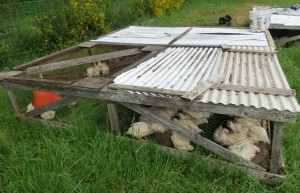 Chicken Tractor with Cornish Cross Meaters