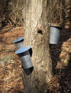 Connecticut Maple Syrup Buckets
