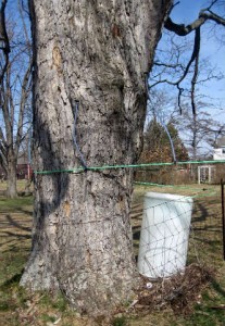 Maple syrup tubing