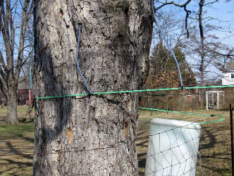 Patience yields sweetness: The art and science of producing pure maple syrup