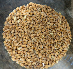Raw wheat kernels