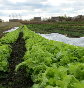 Lettuce Growing at Sandhill Family Farms at Prairie Crossing