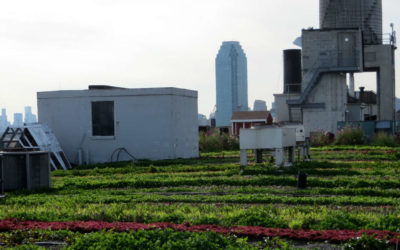 Brooklyn Grange’s Edible Green Roof