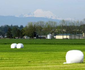 Bucolic Summer Days in the Skagit with Mt. Baker Looming in the Distance