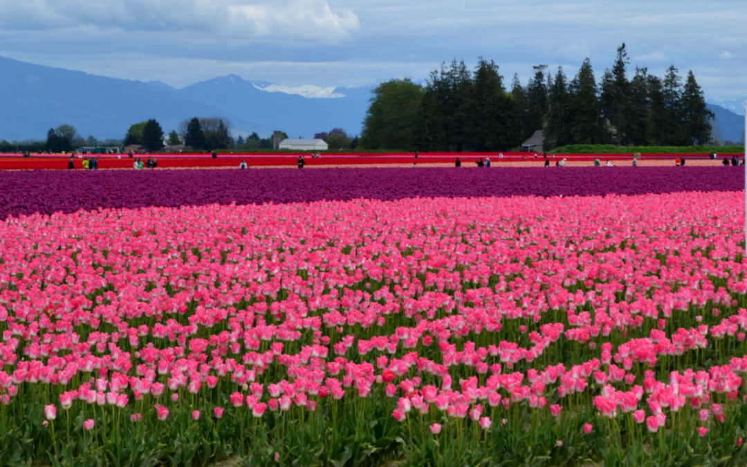 Cultivating a Thriving Agricultural Economy: Skagit Valley