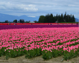 Roozengarde's Prize Tulips in the Skagit Valley