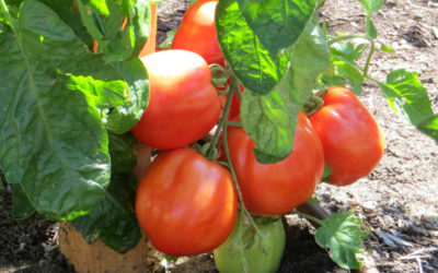 The Elusive Tomato
