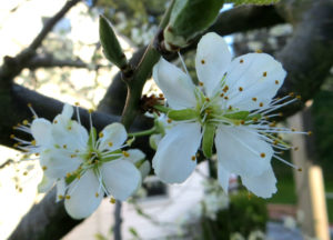Italian Prune Plum Blossoming in March