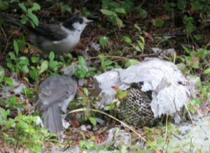 Gray Jays Foraging in a Hive in the William O. Douglas Wilderness