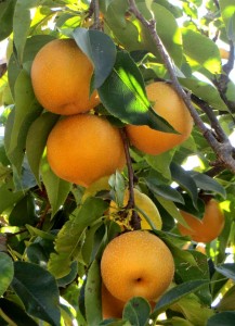 Asian Pears at Rockridge Orchards Asian Pears at Rockridge Orchards