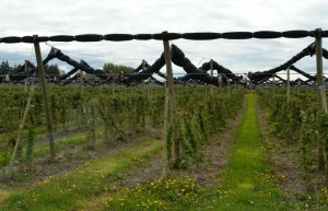 Raspberry plants getting prepared for summer production