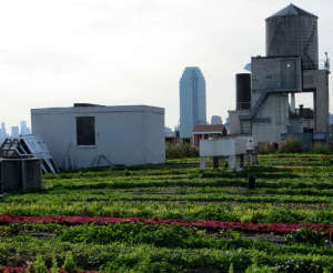 Brooklyn Grange's Flagship Roof Top Farm