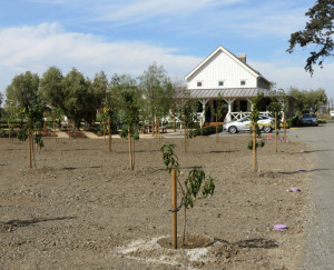 The Cannery Farmhouse and Orchard