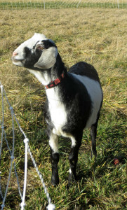 Goat basking in the sun at Cloudview EcoFarm--Columbia Basin