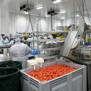 Busy Fresh Cut Room at Baldor