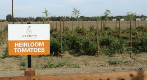 Heirloom Tomatoes at The Cannery's Urban Farm