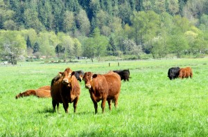 Limousin Cattle on a Snohomish County Farm