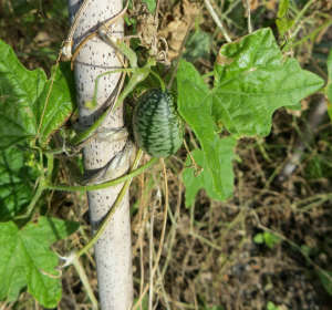 Mexican Sour Gerkin