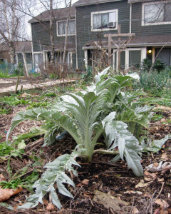 Artichoke at Burke-Gilman Gardens P-Patch Community Garden