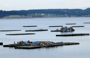 Shellfish rafts and one of the 64-foot custom mussel harvesting vessels