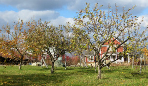 Prairie Crossing Fruit Forest
