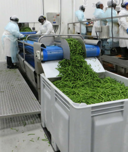 Prepping Beans at Baldor