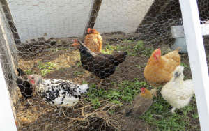 Roof Top Chickens at Brooklyn Grange's Flagship Farms