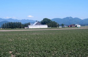 Skagit Farmland