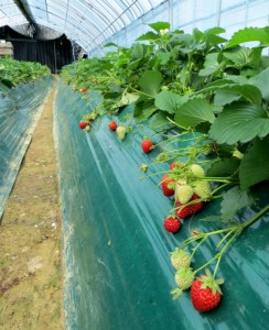 Strawberry Heaven: Growing Organic Strawberries in Korea | Gardow